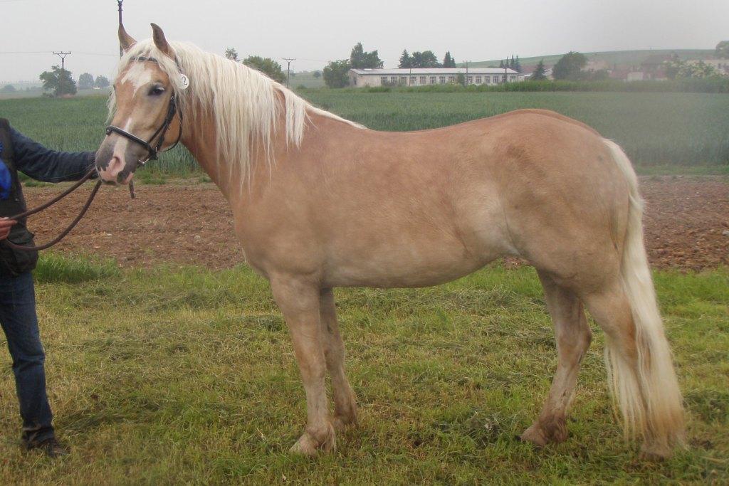 Jméno: 59/966 Mery Lou Datum narození: 19. 3.