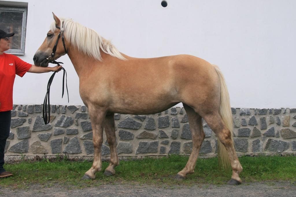 Mirek, Hrotovice Počet bodů: 6,6; KVH: 143 cm; PK Jméno: 11/178 Laguna Datum narození: 30. 4.