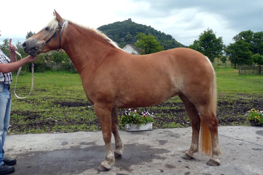 Jaroslav Kuběna, Hutisko-Solanec Počet bodů: 6,4; KVH: 145 cm; PK Jméno: 8/41 Ariela Datum narození: 2.