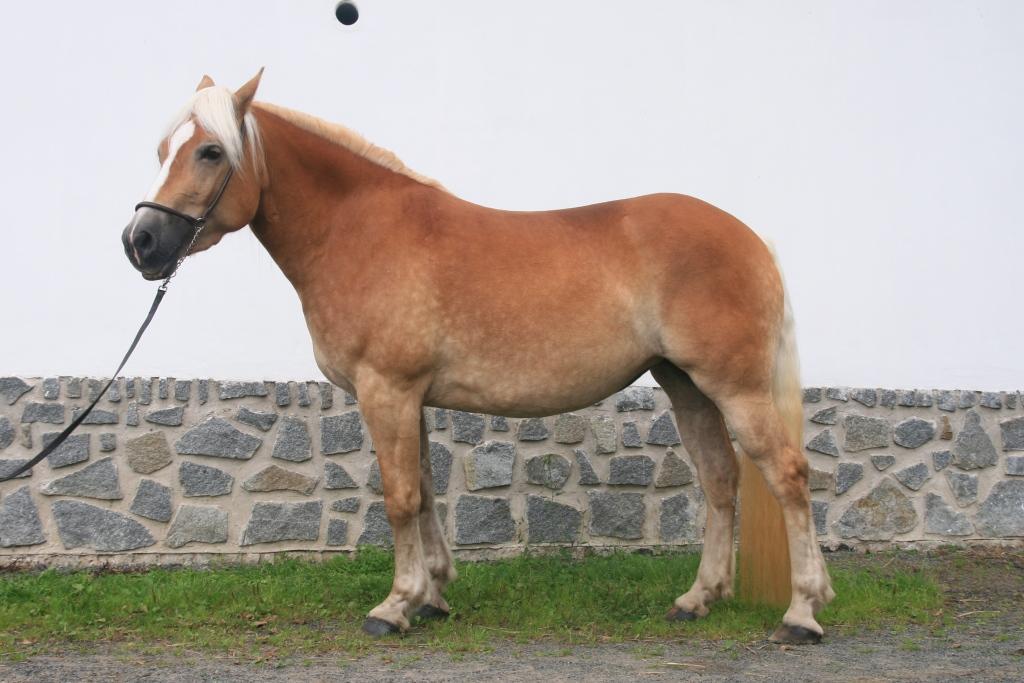 Chovatel: Dalpiaz Petrus, Rakousko Počet bodů: 6,3; KVH: 141 cm; PK Jméno: Almi Datum