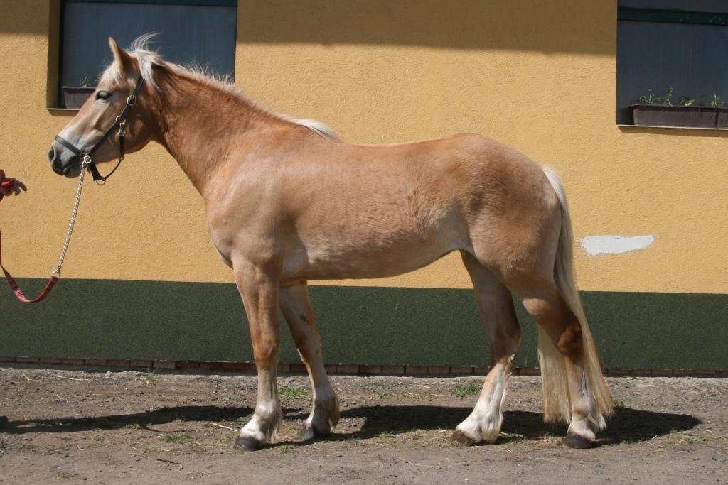 Klisny zapsané do PPK: Jméno: Olivia Datum narození: 4.