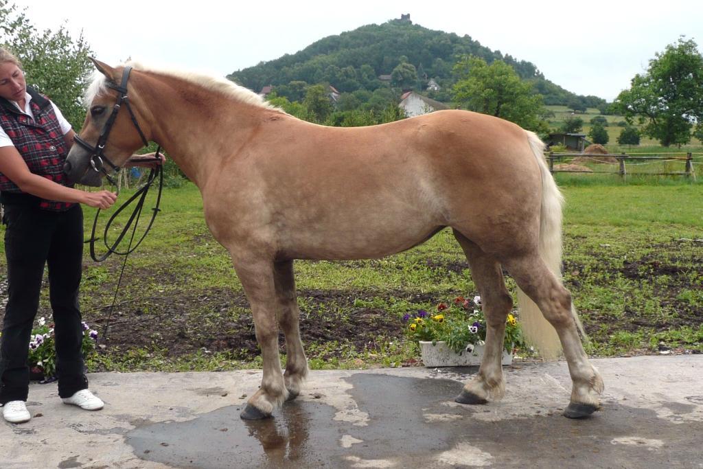 Jaroslava Matoušová, Klatovy Počet bodů: 6,5; KVH: 136 cm; PPK (ZV 6,7 b.