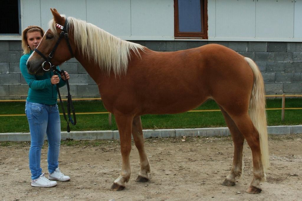 Jméno: 67/70 Sendy Datum narození: 20. 3.