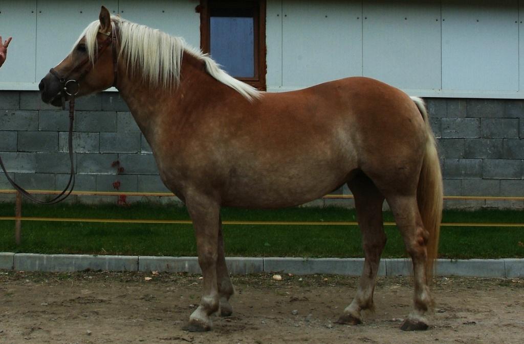 Jméno: 49/84 Linetka Datum narození: 28. 3.