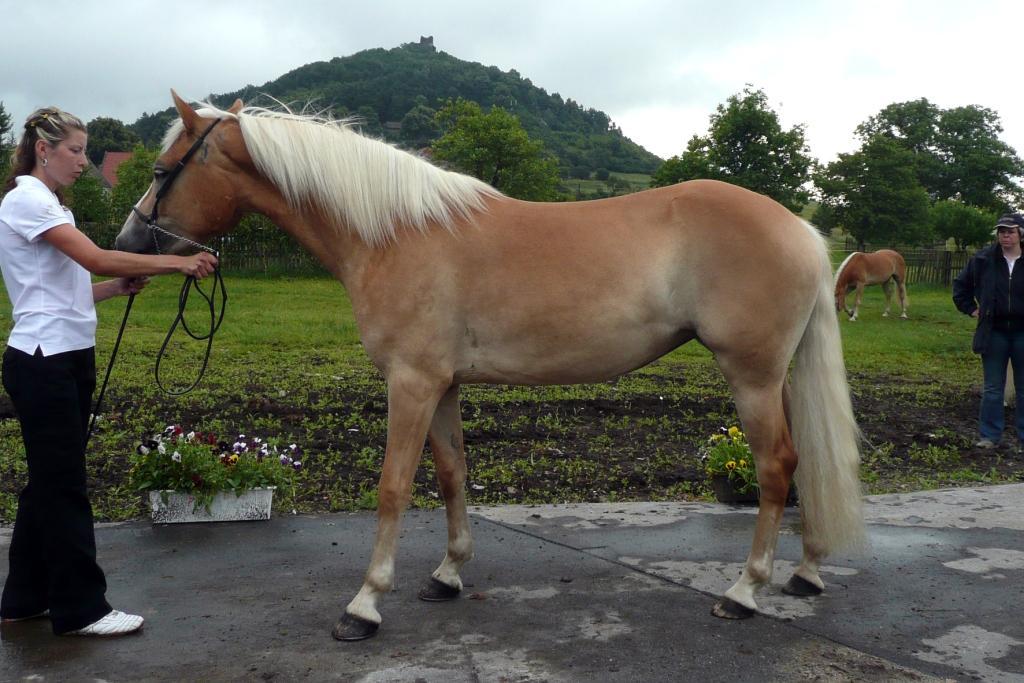 Chovatel: Foidl Johann, Rakousko Počet bodů: 7,9; KVH: 146 cm; HPK Jméno: Cascade Datum narození: