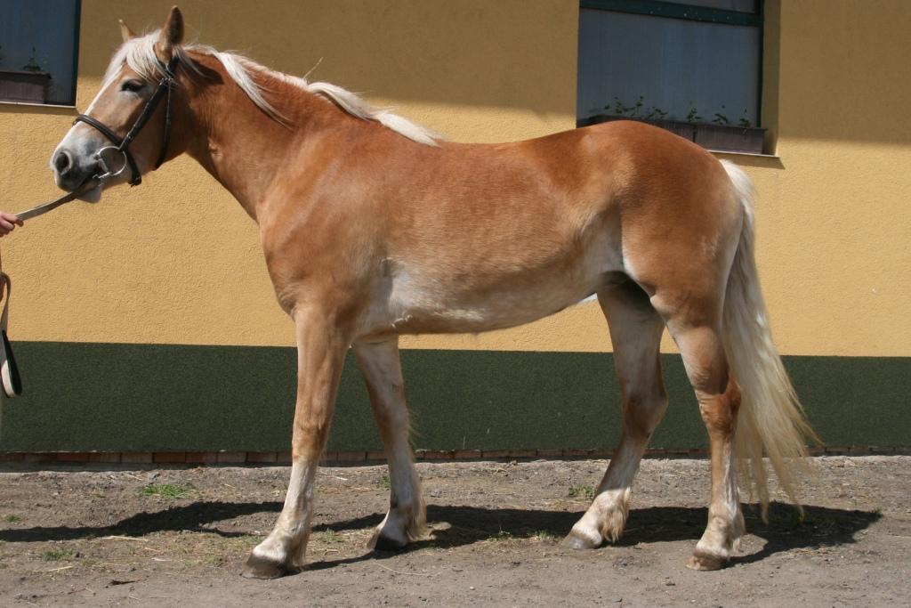 Chovatel: Nagl Marina, Rakousko Počet bodů: 7,3; KVH: 146 cm; HPK Jméno: 53/363 Gina Datum