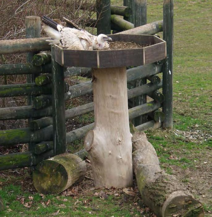 První úspěšný odchov supa himálajského (Gyps himalayensis) v ústecké zoo Ing. Petra Padalíková, Andrea Gruntová Pár supů himálajských je chován v ústecké zoo od roku 2003.
