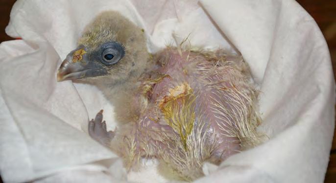 Teplota v líhni byla udržována mezi 37,1 37,2 C, vlhkost přibližně na 40 % a otáčení bylo prováděno každé dvě hodiny. Úbytek se při umělé inkubaci podařilo zvýšit, v den posledního vážení (53.