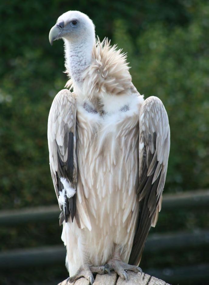 Etologie hnízdění supa himálajského (Gyps himalayensis) Ing.