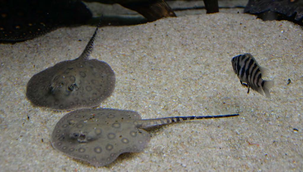 Prvoodchov u trnuchy skvrnité Dagmar Toušová V naší zoologické zahradě chováme trnuchy skvrnité (Potamotrygon motoro) od roku 2012. Skupinu tvoří samec, který k nám přišel jako asi roční 2.