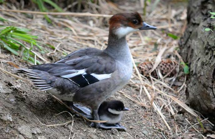 března byli ptáci po zimování vypuštěni do venkovního výběhu, kde mají k dispozici dva menší bazény.