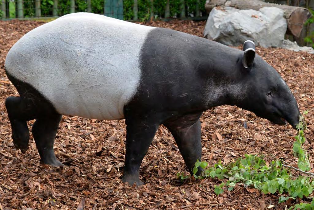 Obměna druhů tapírů Ing. Ilona Pšenková, Ph.D. 1 V roce 2015 se vedení zoo rozhodlo pro obměnu druhu tapírů jihoamerických (Tapirus terrestris) za druh tapírů čabrakových (Tapirus indicus).