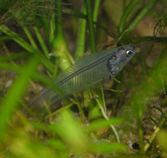 ryby (Pisces) pancéřníček Sterbův 0.0.4 Corydoras sterbai panchax šestipruhý 0.0.2 Epiplatys sexfasciatus parma Wetmoreova 0.0.2 Hypsibarbus wetmorei parmička indická 0.0.25 Puntius ticto parmička purpurová 0.