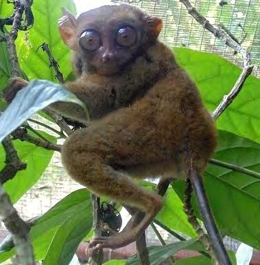 První pokus o rozmnožení nártounů filipínských v ochranářském centru projektu Tarsius V Bilaru na ostrově Bohol se nám podařilo za velikého úsilí všech zúčastněných a podpory několika našich i