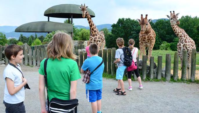 října) Deset velkých autorských wildlife fotografií, které pořídili z cest po národních parcích napříč Indií otec a syn V. a V. Čechové, bylo umístěno v pavilonu slonů.