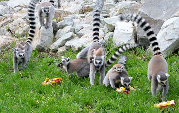 8 7 Mladý samec k nám přicestoval ze Zoo Halle a na konci roku jsme jej dopárovali samicí odchovanou v Zoo Magdeburg. Tento druh se chová jen v několika evropských zoo.