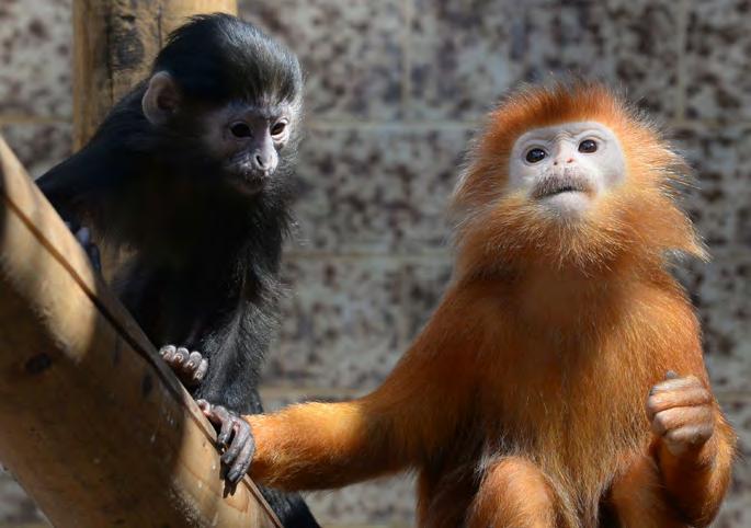 umístěním. Nový samec Mekong byl dovezen ze Zoo Edinburgh a dočasně umístěn v pavilonu nosorožců. Po odsunu tapírů jihoamerických mu bude upraven stávající pavilon tapírů.