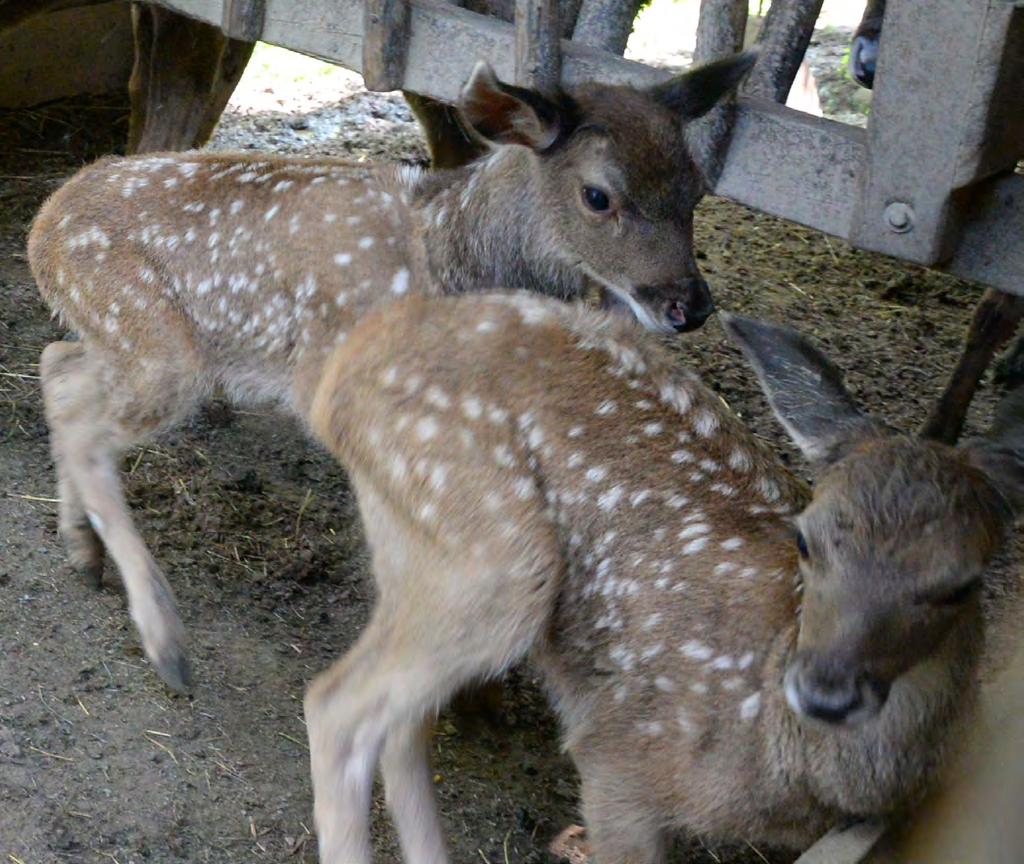 10 mláďata tak zůstávají prozatím k expozičním účelům. Jelenům bělohubým (Cervus albirostris) se v letošním roce narodila dvě mláďata (foto 10).