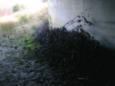 V místech přechodu mezi nadchodem a okolním silničním tělesem preferovat výsadbu druhů, které jsou pro živočichy nepřitažlivé (aromatické, trnité).