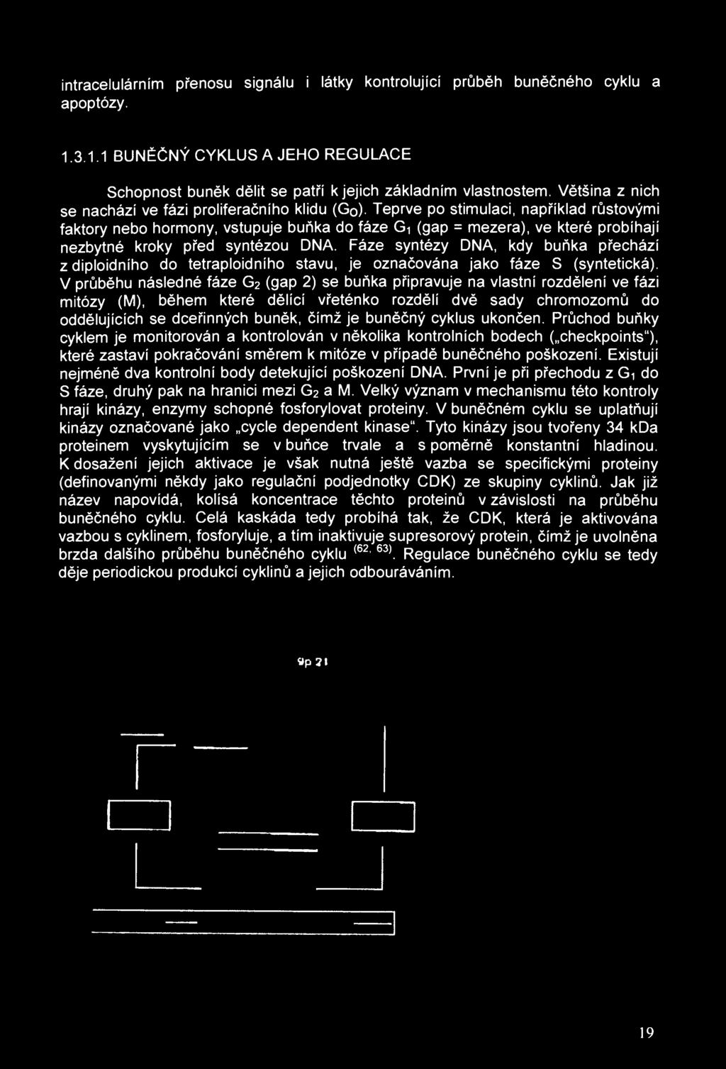 intracelulárním přenosu signálu i látky kontrolující průběh buněčného cyklu a apoptózy. 1.3.1.1 BUNĚČNÝ CYKLUS A JEHO REGULACE Schopnost buněk dělit se patří k jejich základním vlastnostem.