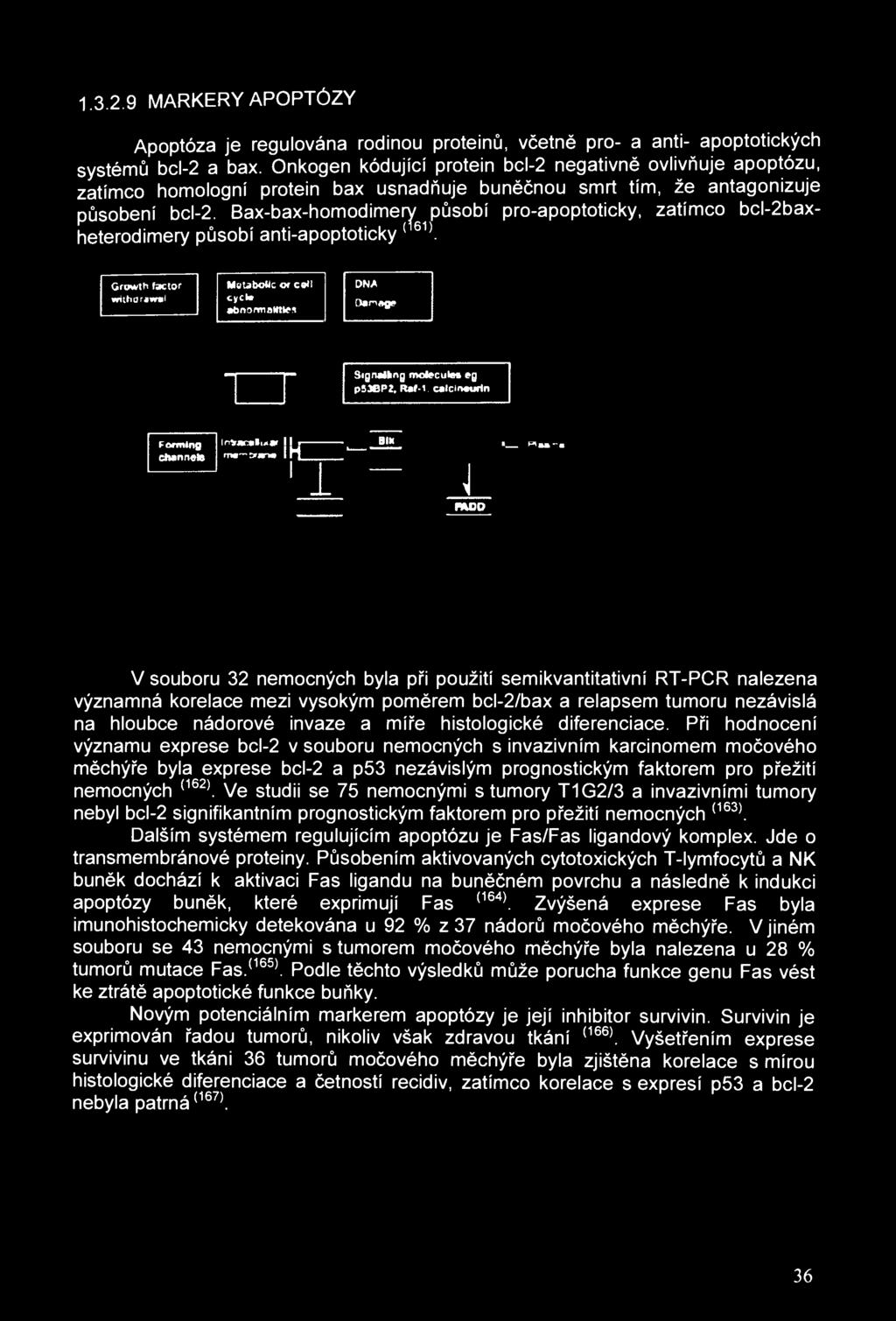 1.3.2.9 MARKERY APOPTÓZY Apoptóza je regulována rodinou proteinů, včetně pro- a anti- apoptotických systémů bcl-2 a bax.