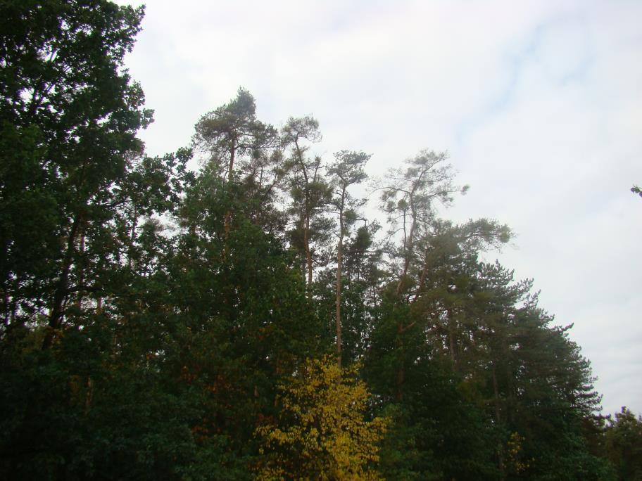 BOROVICE LESNÍ SPHAEROPSIS SAPINEA CENANGIUM