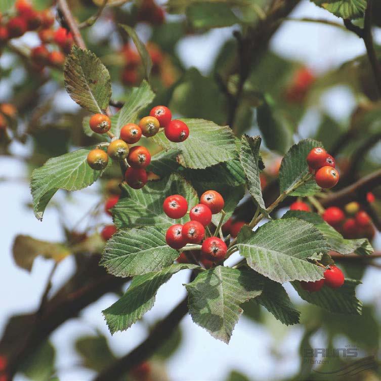 Cornus alba