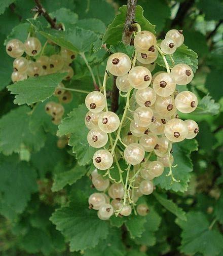 Ribes