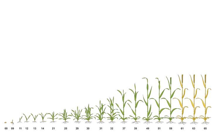 Použitie prípravkov v jednotlivých plodinách FUNGICÍD HERBICÍD INSEKTICÍD Ozimné obilniny Repka olejná Sharpen 33 EC (4,0-5,0 l/ha) Desha 2,5 EC ( 0,2-0,3 l/ha ) Propi 25 EC ( 0,5 l/ha ) Tebusha 25