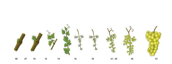 Sharpen 33 EC (6 l/ha ) Vinič hroznorodý Misha 20 EW ( 0,24 l/ha ) Sharpen 33 EC ( 5,0-6,0