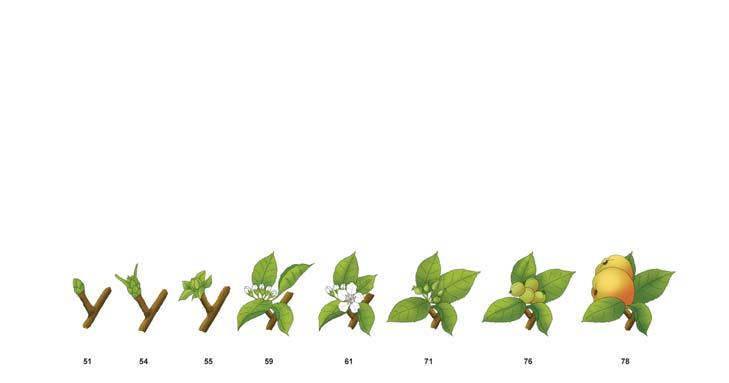 SL ( 4 l/ha ) Difo 25 EC ( 0,2 l/ha ) Midash 20 SL ( 0,035 % ) Dessicash 20 SL ( 2 l/ha )