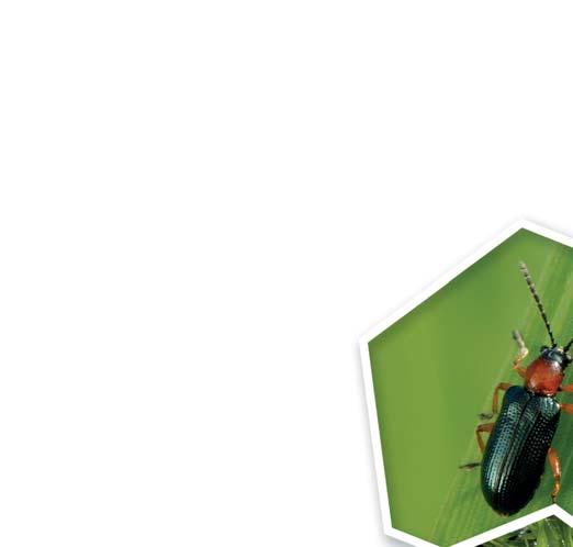 INSEKTICÍD Postrekový insekticídny na ničenie živočíšnych škodcov v repke ozimnej, repke jarnej, horčici a obilninách.