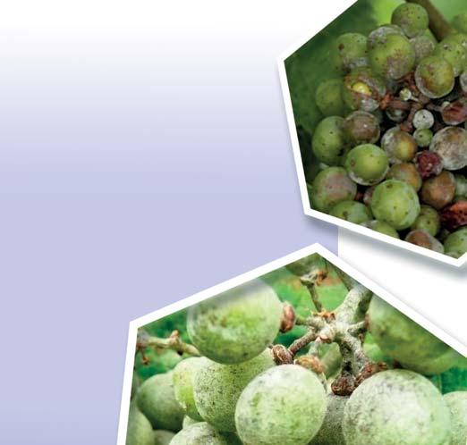viniča proti múčnatke (Uncinula necator). Obsahuje účinnú látku myclobutanil zo skupiny triazolov, ktorá inhibuje biosyntézu ergosterolu a je rozhodujúcou zložkou bunkových membrán húb.