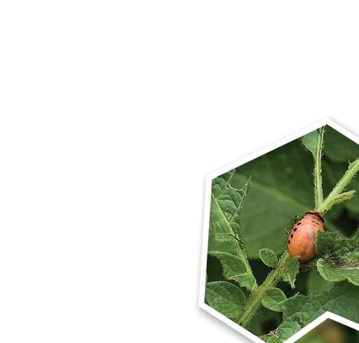 Postrekový selektívny insekticíd na ochranu zemiakov proti pásavke zemiakovej a jabloní proti voškám.