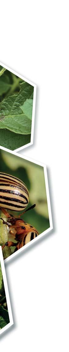 pôsobiaci insekticíd zo skupiny neonikotinoidov. Ničí savých a žravých škodcov ako dotykový a požerový jed, ktorý narušuje ich nervový systém.