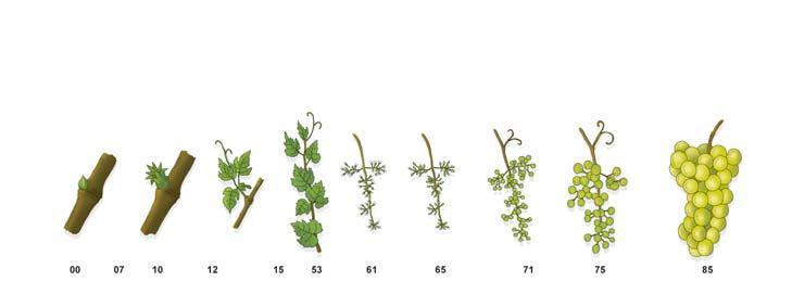 Quick 5 EC ( 1-2,5 l/ha ) Sharpen 33 EC (6 l/ha ) Lima Oro Vinič