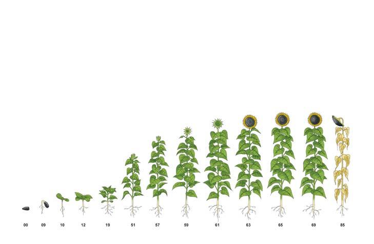 l/ha ) Zemiaky Jadroviny Benta 480 SL ( 2-3 l/ha ) Dessicash 20