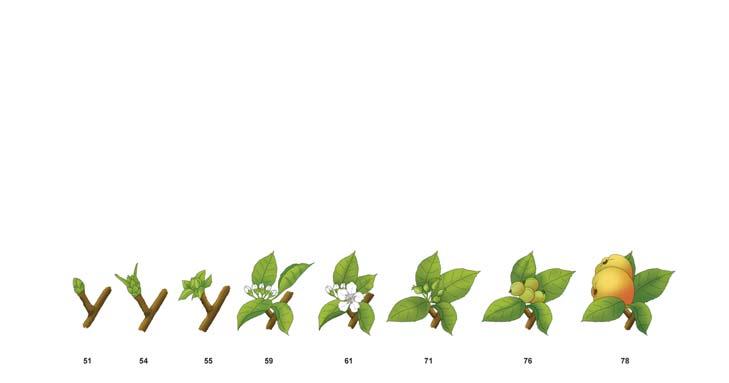 0,2 l/ha ) Shyfo ( 3 l/ha ) Sharpen 33 EC ( 5,0-6,0 l/ha ) Scab