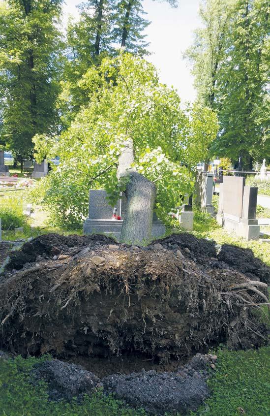 Z OBVODU Co možná o zábřežském hřbitovu nevíte Areál jediného veřejného pohřebiště v Ostravě-Jih se rozprostírá na ploše 21 342 m² na ulici U Studia v Zábřehu.
