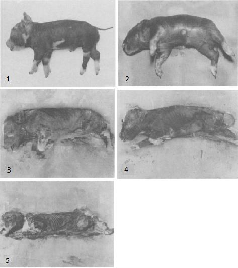 III. 3 Rozklad za absence hmyzu Mršina neosídlená hmyzem se rozkládá a vysušuje pomaleji (Kočárek, 2003; Obenberger, 1953; Payne, 1965), viz Obr. 6 a 7.