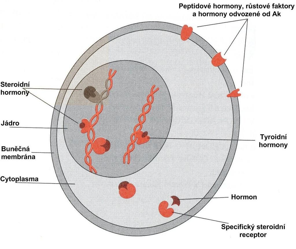 Mechanismus působení hormonů Působení hormonů zprostředkovávají receptory Peptidové hormony a katecholaminy se váží na receptory na povrchu