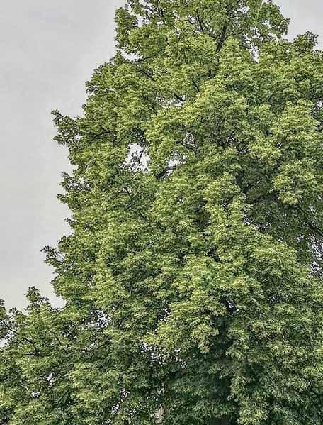 12 / Červenec 2018 Zpravodaj města Velké Opatovice PŘIPOJENÍ JAKO VÍTR zrychlujeme na 120 Mb/s 848 800 858 www.ktcz.
