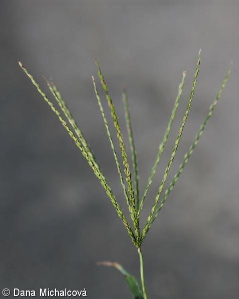 cesta C 4