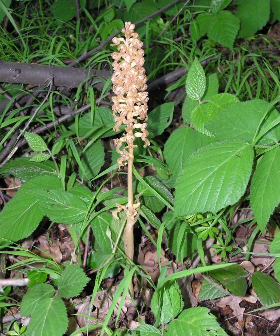 saprofytismus (hnilákovité,