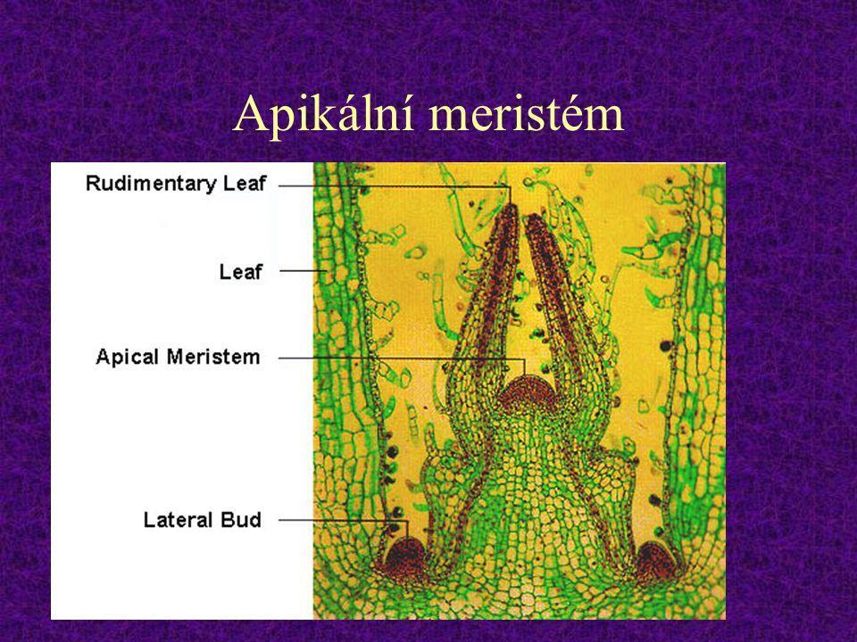 Meristémy