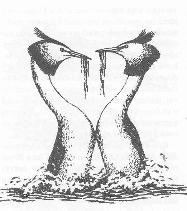 Ritualizace