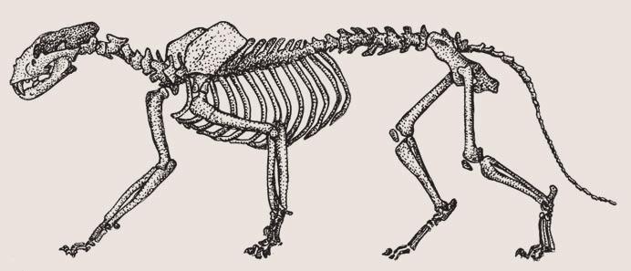 Jak ukázal předchozí díl článku (Živa 2017, 1: 43 48), velké kočky (podčeleď Pantherinae) pocházejí ze Střední Asie, odkud pronikl některý z představitelů linie vedoucí v Asii k druhu P.