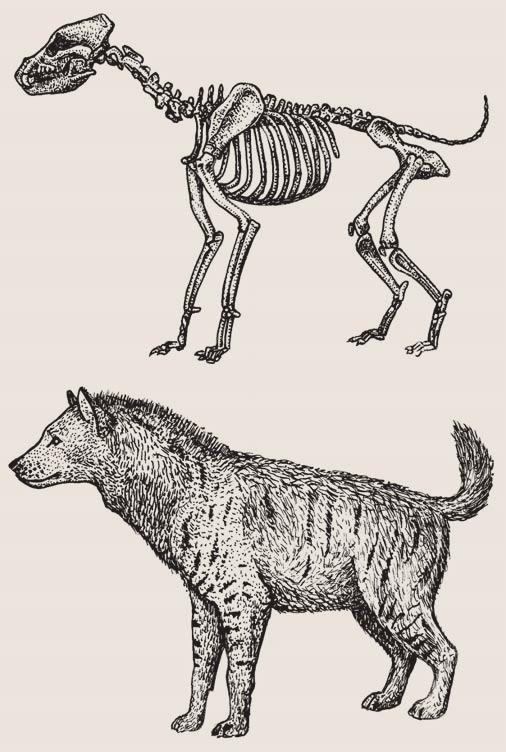 7,0 6,5 Homotherium latidens Hippopotamus Megantereon whitei Hippopotamus 6,0 5,5 4,0 3,5 3,0 2,5 10 % Mammuthus Hemitragus Hemitragus Mammuthus Stephanorhinus 52 % Bison Stephanorhinus Bison 10 %