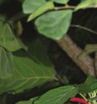 SUCHOZEMSKÉ BYLINY Suchozemské byliny 19 Acalypha akalyfa,