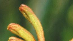 Suchozemské byliny 21 Anigozanthos humilis anigozantos, klokaní tlapka Čeleď: Haemodoraceae Angl.: Kangaroo Paws Něm.: Katzenpfote Franc.: patte de kangourou Špan.